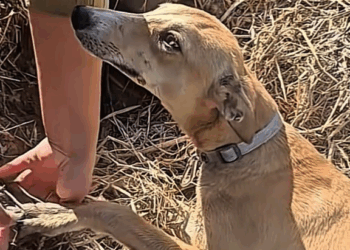 M3009003 #dog #dogsoftiktok #poor #dogvideo #poordogvideo #hhy72462acz part2