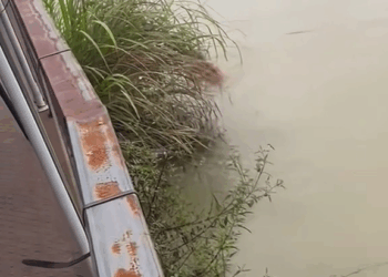 M3009004 puppy can’t swim#dogvideo #poordogvideo #dogsoftiktok part2