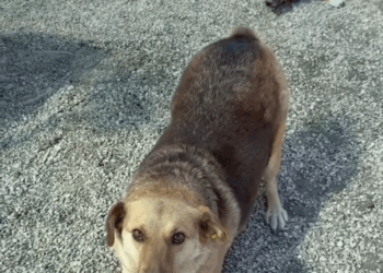 M3009005 Se acuerdan de ellos fueron maltratados y abusados tenian hambre pobrecitos nadie los ayudaba 😭💔 #animals #perrosfe part2