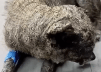 M3009006 Si vendemos 100 boletas de 10 mil pesos, podremos pagar el viaje de Valentín, Mogolla y Bella, 🥺🙏🏻 infinitas graci part2