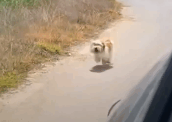 M2106021 Dog had no idea he chose his new family when he chased after