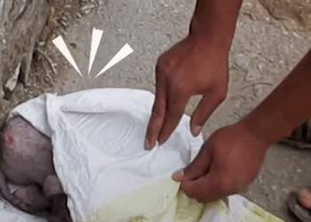 M2106054 Cachorro sin pelo crece el pelaje más bonito del mundo part1