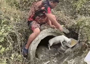 M2806055 Muito obrigado pôr cuida deles olha vc muito bom viu bomhumorte