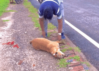 AM that dog is so pitiful