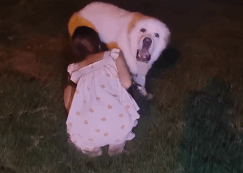 M0907021 Great war Belgian Malinois training dog malinois becgie germa