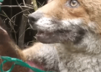 M1105001 El final See part in the comments below. Live Love Animals