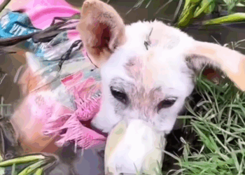 M1105031 La gente ya no tiene corazón lo hicieron sufrir mucho lo amarraron ha sufrido mucho rescateanimal URGENTE perritos dogstagram