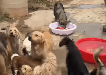 M0309012 If you don’t love please don’t hurt stray dogs stray dog ​​rescue 7540562297605901624 part2