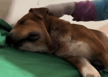 M0309016 Muñeco esperamos te puedas sentir mejor animals paratiiiiiiiii