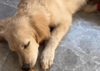 M0309017 Poor dog pet xuhuong fyp trending dog part2