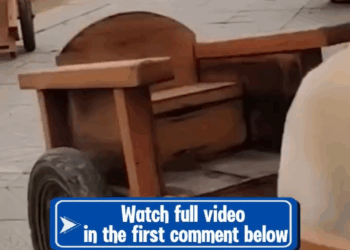 M0709003 Lovely dog offering mama dog some help Animal Stories part2