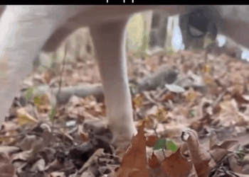 M0709005 Jim Kilby on Reels (3) part2