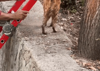 M0709009 Video by chronicles of kitty part2