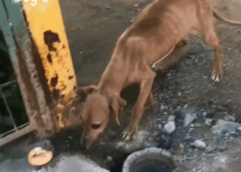 M0709018 si dan like no se imaginan como me ayudan para seguir haciendo más videos amorporlosanimales Historia finalfeliz adoptanoco part2