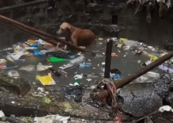 M0709021 Porque ser um anjo só depende de você Jerry Bolsas part2