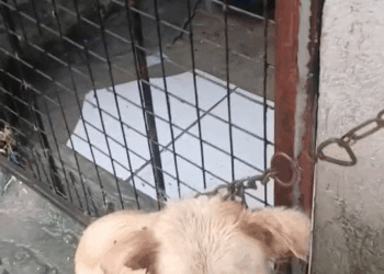 M0709023 Malakas ang ulan at hangin pero bakit di man lang nila sinilong si doggy Loc NV4B Marilao Bulacan RESCUED Jane Francisco Aquin part2