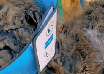 M1008027 straydog viralviedo lonelydog lovememode spayandneuter abandone