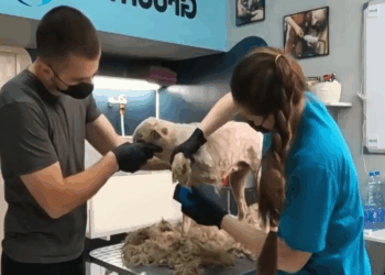 M0709029 Adorable Transformations Fluffy Dogs Become Stunning After Grooming Makeover part2