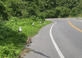 M1009001 I saw it from the corner of my eye, so I immediately stopped. I feel so sorry for the little girl. She was going to do some business in the city.