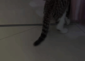 M1009004 One rainy day found an injured cat