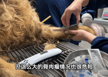 M3009007 A golden retriever with a tumor was rescued from the butcher’s knife. The wound ruptured and became seriously infected. The complexity of the disease is worrying. #animalrescue #tumorgoldenhair part2