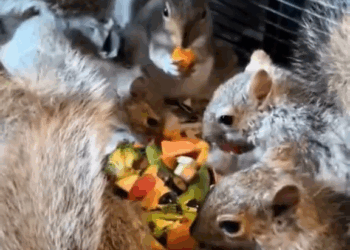 M3009009 Poor baby squirrel #squirrel #babysquirrel #squirrelsoftiktok #animals #animalsoftiktok #animalrescue part2