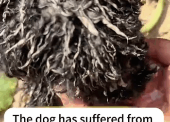 M7010020 The unattended puppy is thirsty