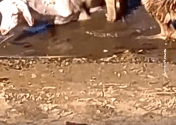 M7010022 When german shepherds follow their instincts