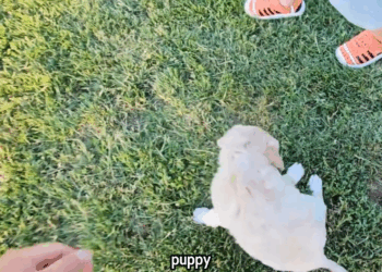 M3009010 I Found a Lonely Puppy… What Happened After Will Melt Your Heart 🐶🥺💖 People love animals part2