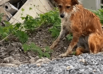 M7010024 En perro que estaba inmóvil mientras se lo llevaba el río #curiosidades #AmorAnimal #amor #asombroso #animals #amorin part2