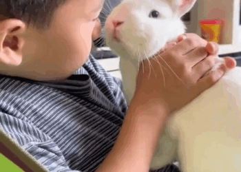 M7010025 I rescued a newborn bunny and raised it by hand—it’s like my own child!#rescue #bunny #foryoupage #animals part2