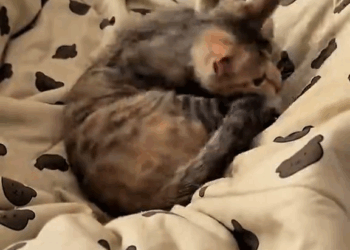 M7010026 Adopted a poor kitten