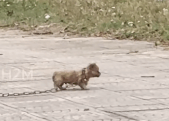 M7010015_The poor dog was running on the street with a big chain wrapped around its body. I passed by and saw it and couldn’t ignore it so I decided to ad_part2