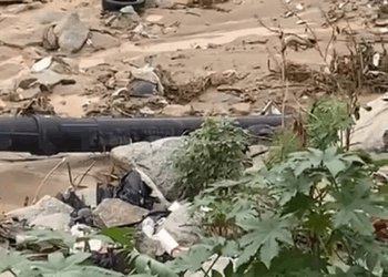 M3009011 Corazón Perruno y Gatuno on Reels part2