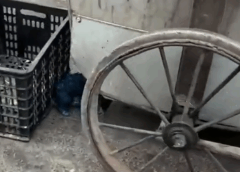 M7010016_The poor dog was wandering the streets looking for food. I passed by and couldn’t leave it alone. I brought it home and took care of it.#rescue #_part2