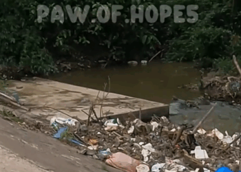 M7010013_On my way home from work, I saw a dog crying for help in a fast-flowing ditch. I decided to adopt it…and then .#dog #poordog #rescudog #dogvide_part2