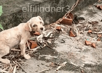 M7010018_While I was exercising around my neighborhood, I heard a noise in the abandoned house next door. I went in to check and saw the poor dog chained _part2