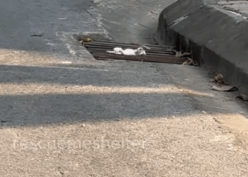 M7010019_I saw the kitten stuck in the sewer and I didn’t hesitate to run to help it and saw that it was poor so I decided to adopt it and give it a home#_part2