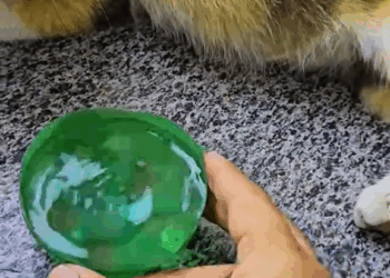 M9010002 Rescue stray cat about to give birth #rescue #animals #rescueanimals #kitten #catsoftiktok #rescuecat part2