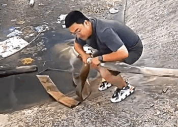 M9010003 this poor dog couldn’t climb up and got stuck, but a good man came and rescued him