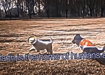 M9010005 quanta maldade com este cachorro