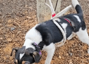 M9010006 Rescue a puppy #aniamls #animalsoftiktok #rescue #fyp #rescueanimals #rescuedog #puppy part2