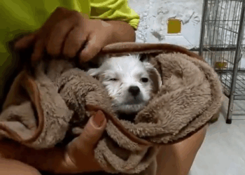 M9010007 Rescue a puppy on the road #rescue #rescuedog #dog #animals #animetiktok #fyp part2