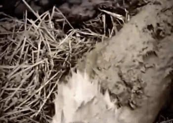 M9010008 Dog Trapped in Mud Gets a Second Chance at Life #dog #straydog #fyp #fy #omg part2