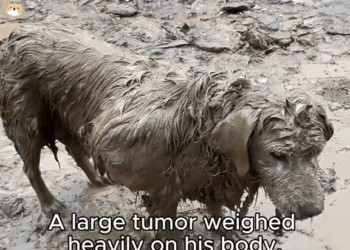 M9010009 Trapped in Mud, Fighting for Life