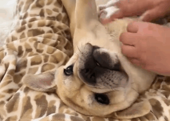 M9010010 Rescue puppies wandering on dangerous highways 🙏🙏🙏🙏🙏🙏🙏❤️❤️❤️❤️❤️❤️❤️#rescue #rescueanimals #animals #animalsoftiktok #dogs #dogvideo #resc part2