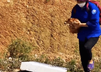 M9010011 The poor dog fell into the sewer and was rescued by good people