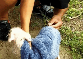 M9010012 A kind man saved the puppy who fell into the water and recorded this precious story ❤️#rescue #love #dog #animals #pet #fyp dog part2