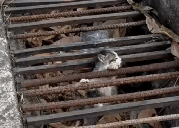 M6010005_The kitten stuck in the drain was luckily rescued by the lady in time. #dog #poordog #rescudog #dogvideos #dogsoftiktok #ilyaunesolution_part2