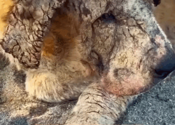 M9010013 Años sin AMOR… pero un solo Abrazo bastó para cambiarlo TODO 😢🐶❤ part2